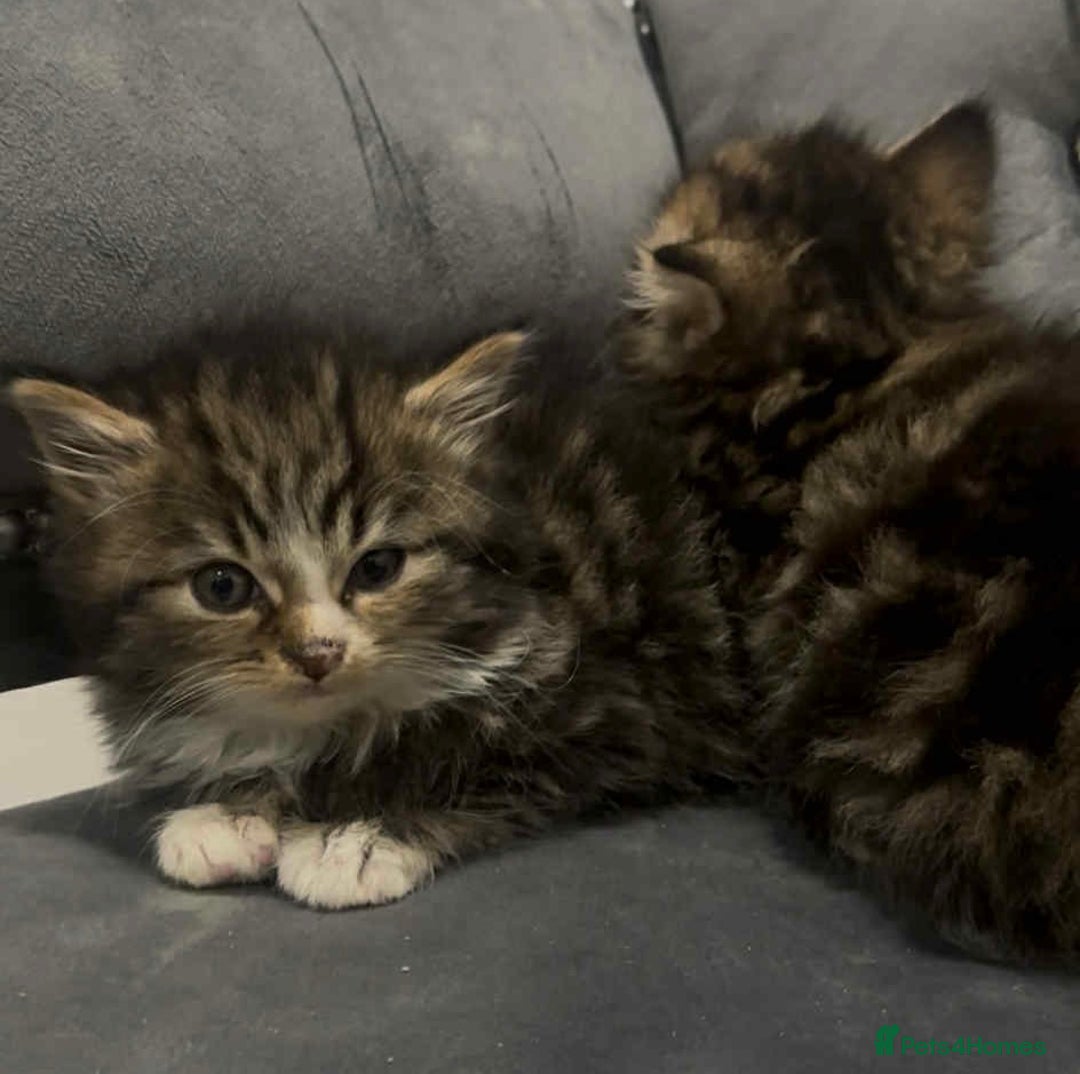 Siberian cats for sale: Kittens for sale bradford - Advert 17