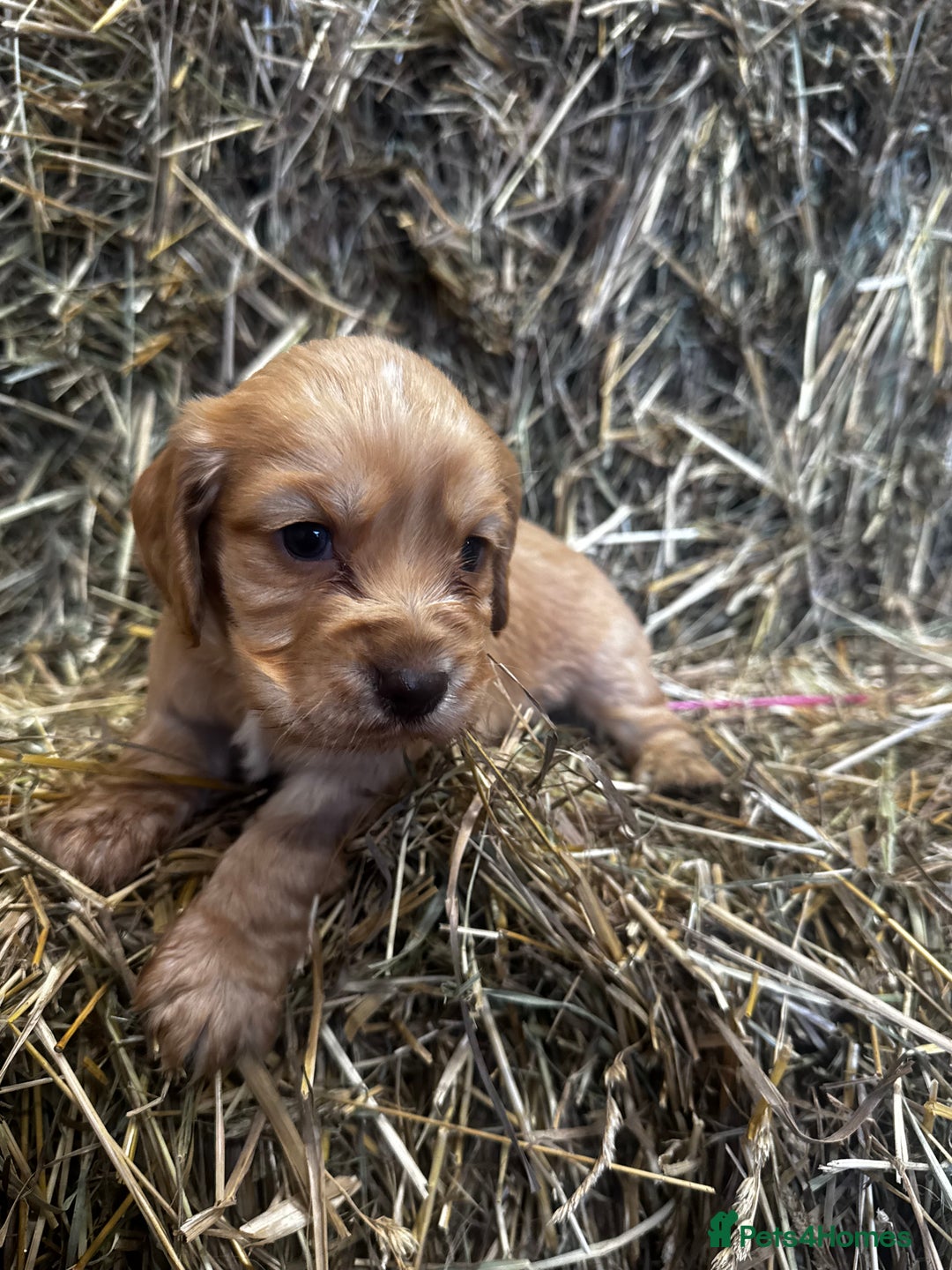 Cocker Spaniel dogs for sale: Health Tested Clear KC Registered Working Cockers - Advert 5