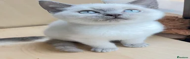 British Shorthair 4