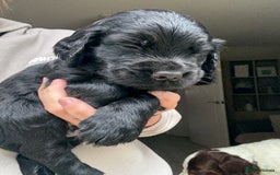 Sprocker dogs for sale: Last gorgeous Sprocker boy remaining  - Image 3