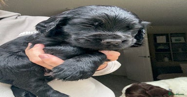 Sprocker dogs - Advert 1