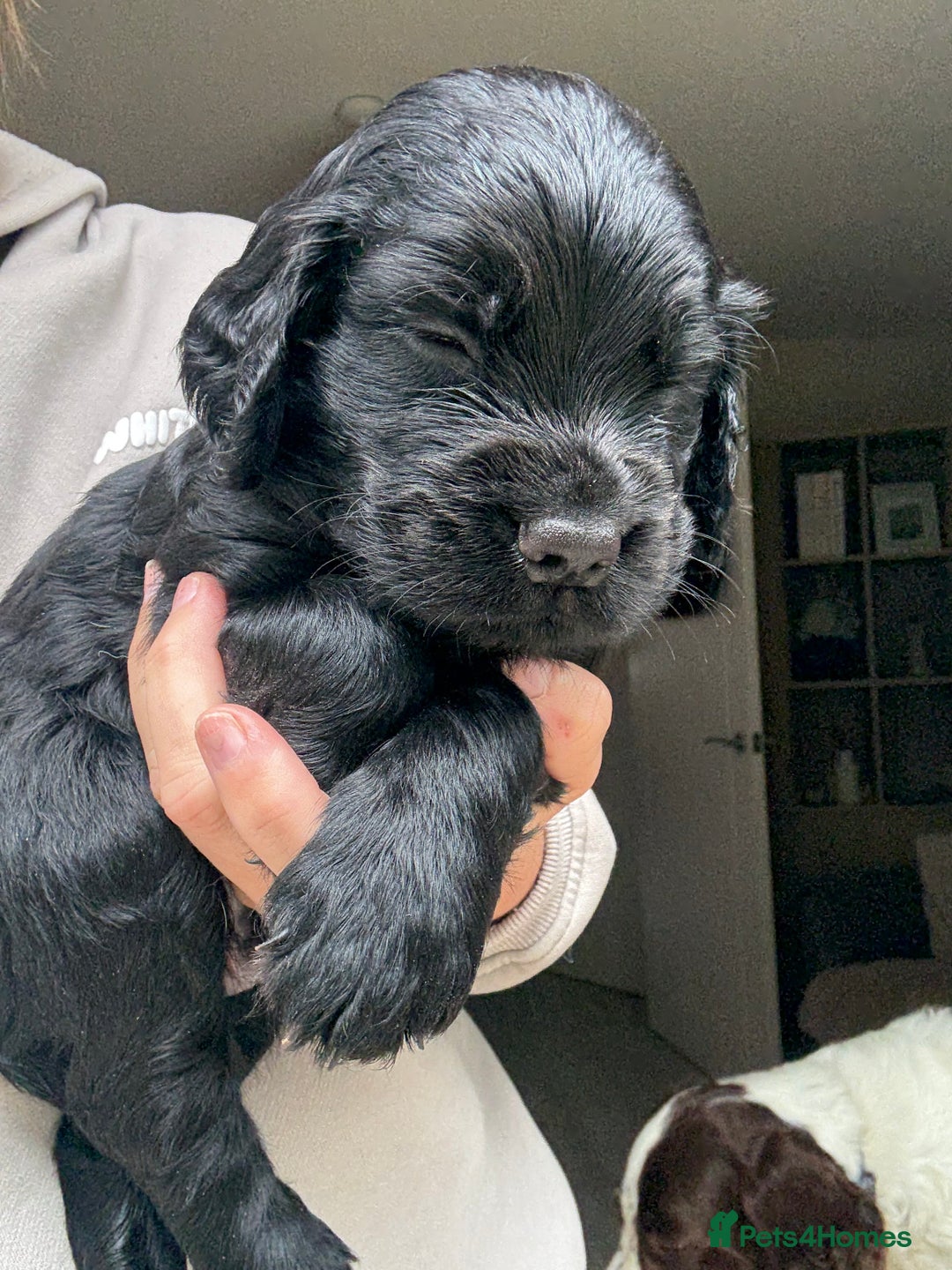 Sprocker dogs for sale: Last gorgeous Sprocker boy remaining  - Image 3