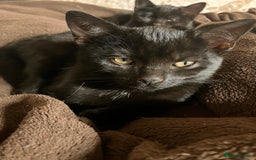 Mixed Breed cats for sale: Dobby and Ron - Image 2