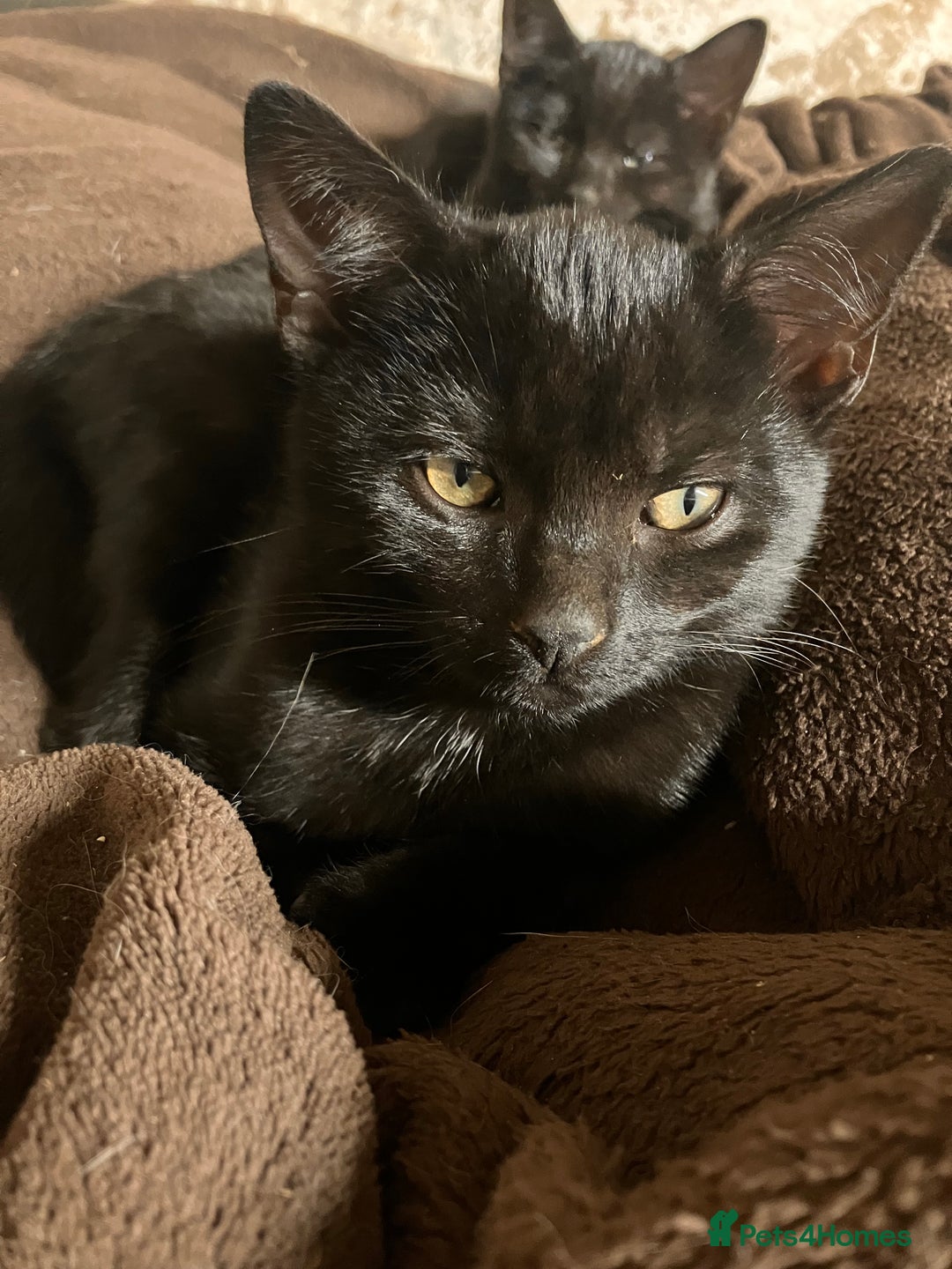 Mixed Breed cats for sale: Dobby and Ron - Image 2
