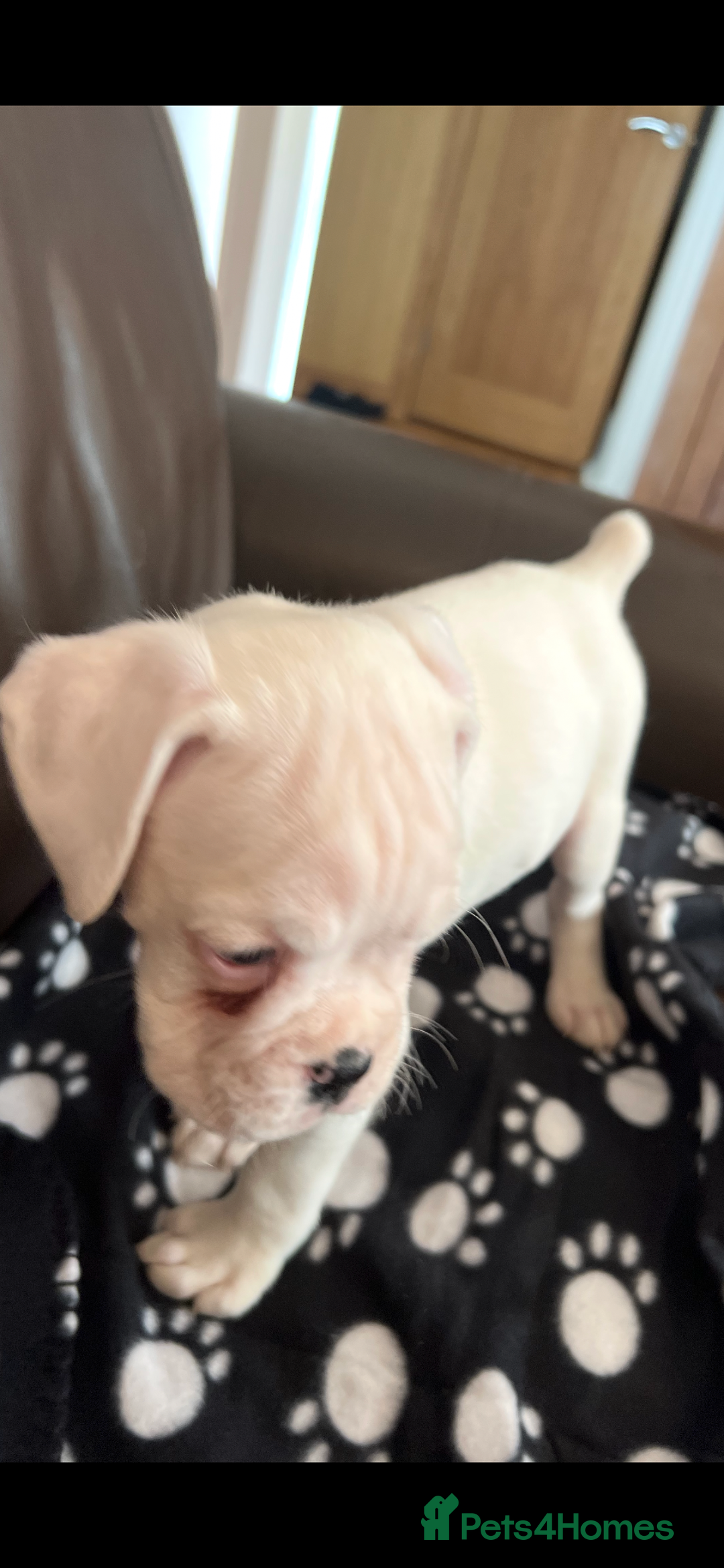 Boxer dogs for sale: Bobtail Boy from Health Tested Parents  - Image 8