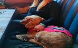 Cocker Spaniel dogs for adoption: Lola needs her very own special forever home  - Image 3