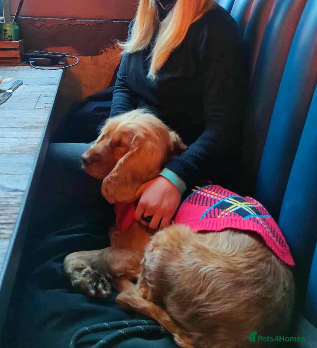 Cocker Spaniel dogs for adoption: Lola needs her very own special forever home  - Image 3