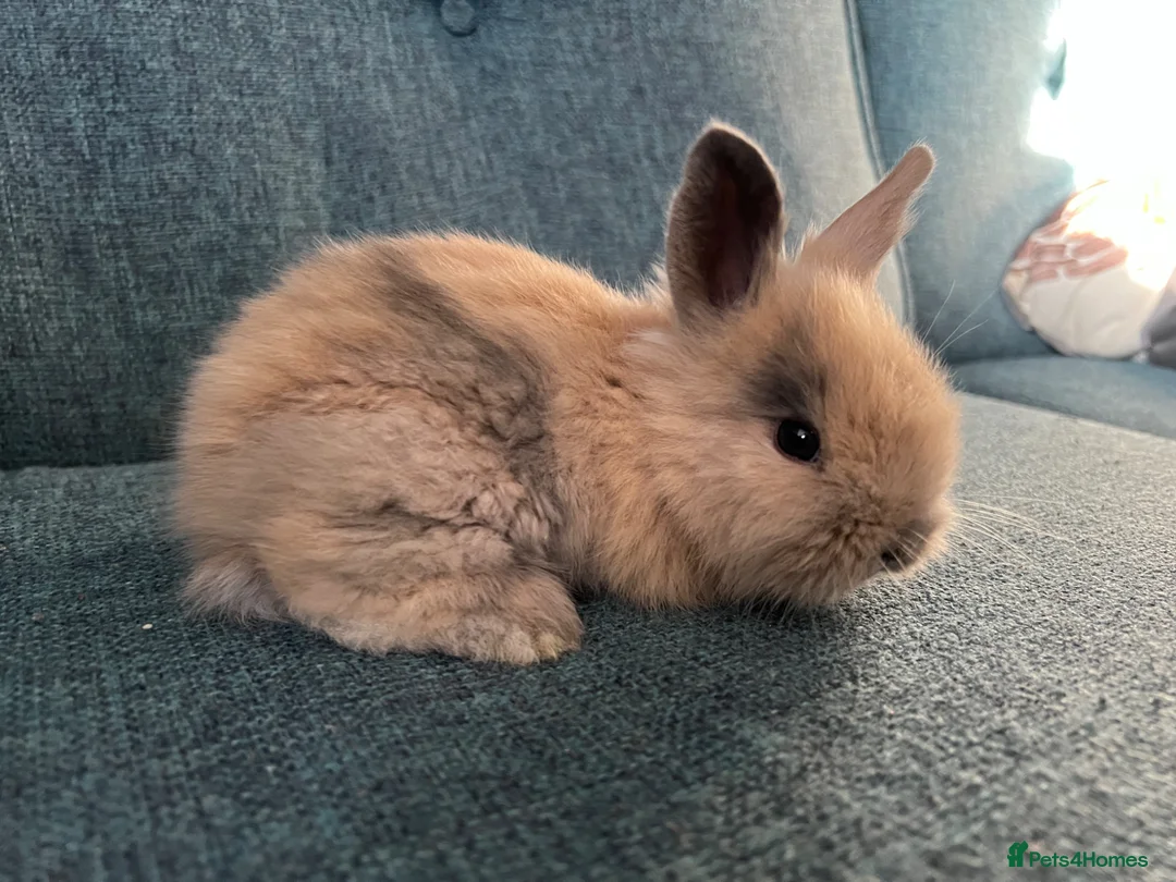 Mini Lion Lop rabbits for sale: Gorgeous Mini lion lops 2 remaining. - Advert 7