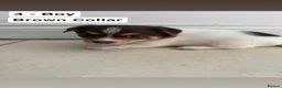 Jack Russell dogs for sale: Jack Russel pups  - Advert 7
