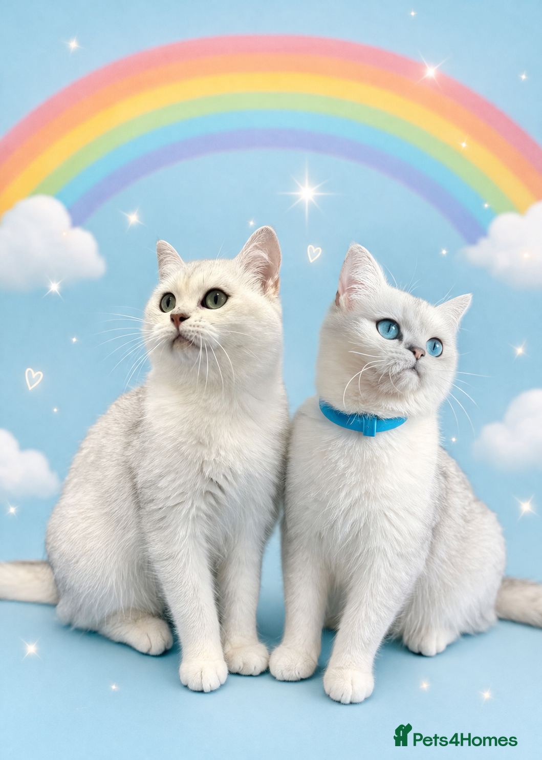 British Shorthair cats British Shorthair Chinchilla (Silver Shaded) - Advert 2