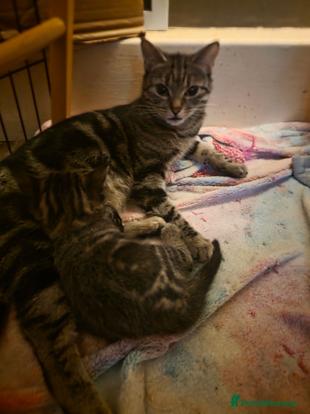 British Shorthair cats for sale: 2 Male Kittens - Advert 5