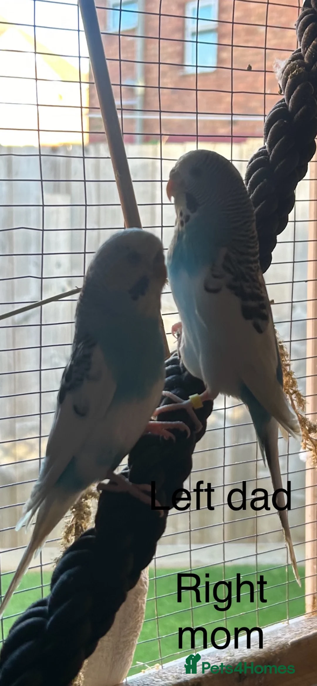 Budgerigars birds for sale: 2 baby budgies available tame to hand  in Walsall - Advert 17