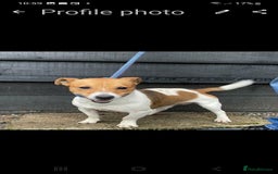 Jack Russell dogs for sale: Jack Russell puppies  - Image 5