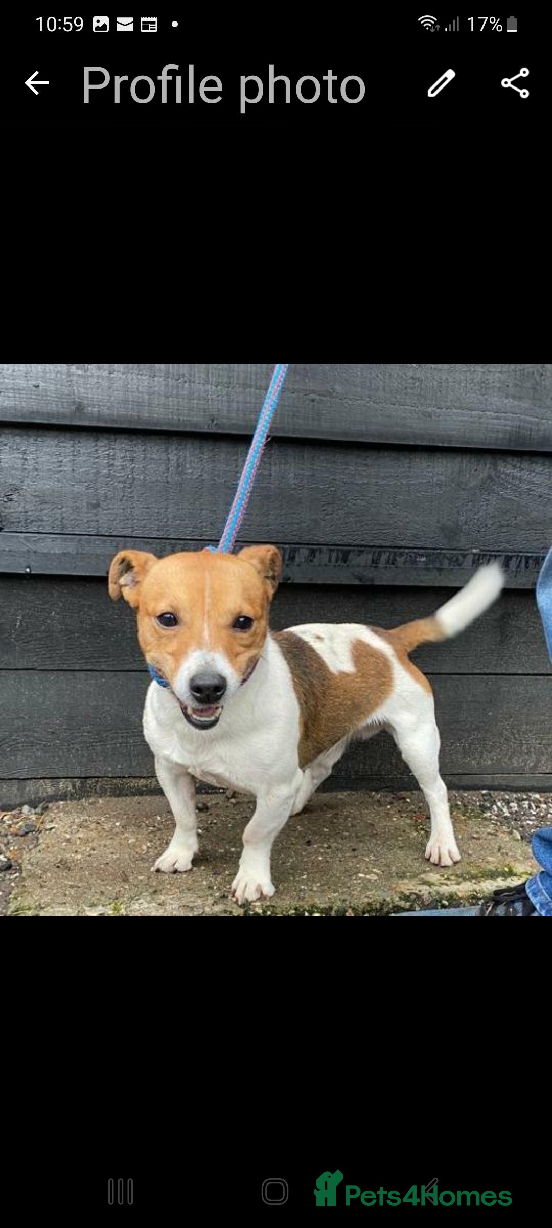 Jack Russell dogs for sale: Jack Russell puppies  - Image 5