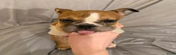 English Bulldog dogs for sale:  🐾 13-Week-Old Female English Bulldog Puppy - Advert 4
