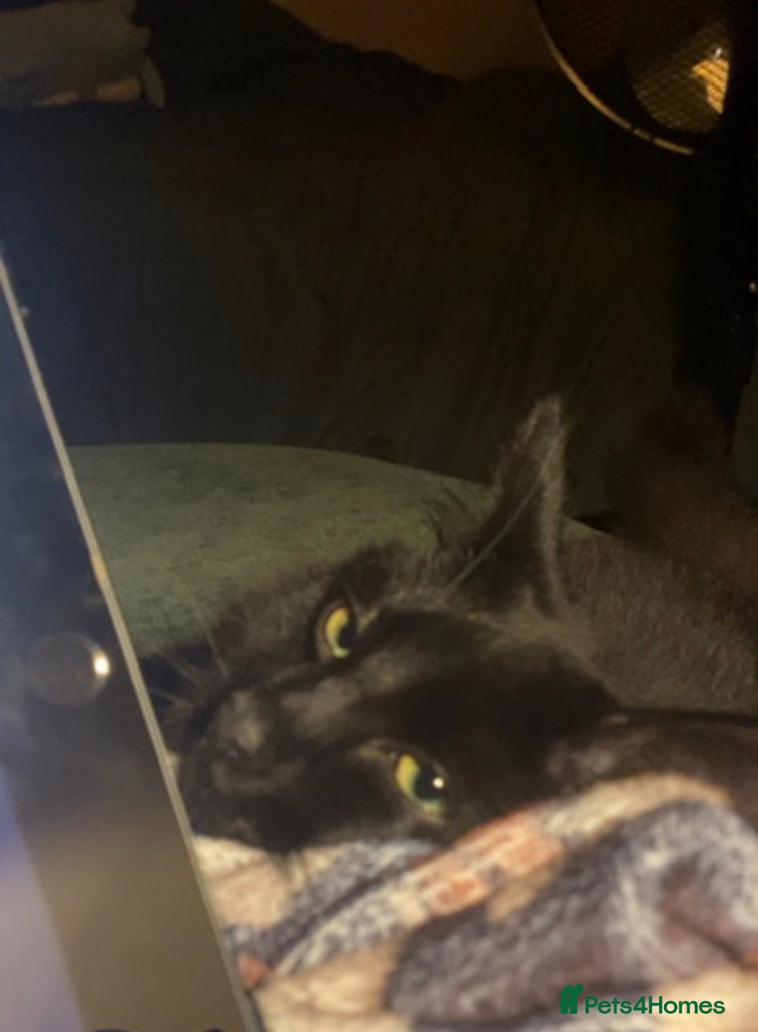 British Longhair cats for sale: 7month old male cat - Advert 3