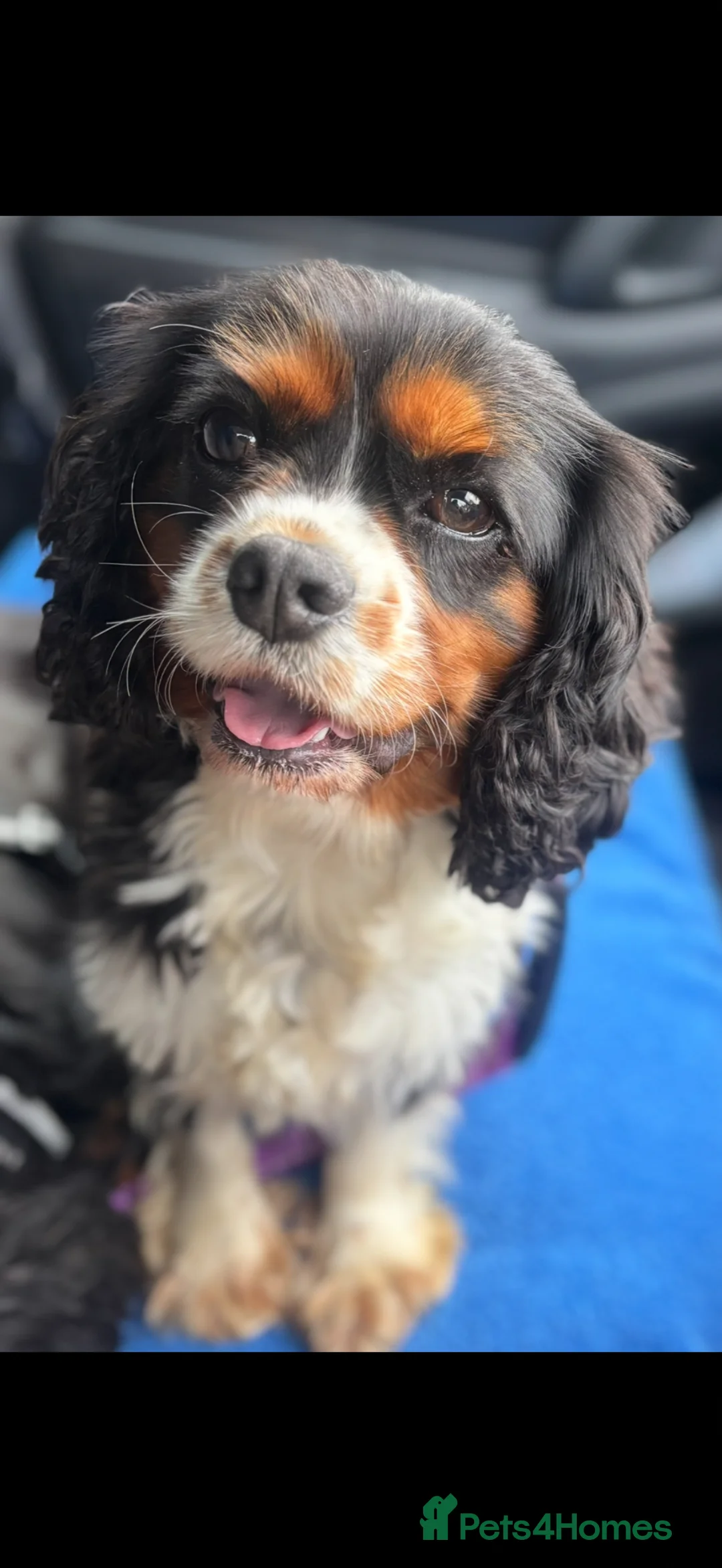 Cavalier King Charles Spaniel dogs for sale: Tri colour girl KC reg & health tested  - Advert 1