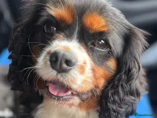 Cavalier King Charles Spaniel dogs Tri colour girl KC reg & health tested - Advert 17