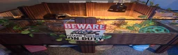 Tortoise reptiles for sale: Herman tortoise  in York - Advert 4
