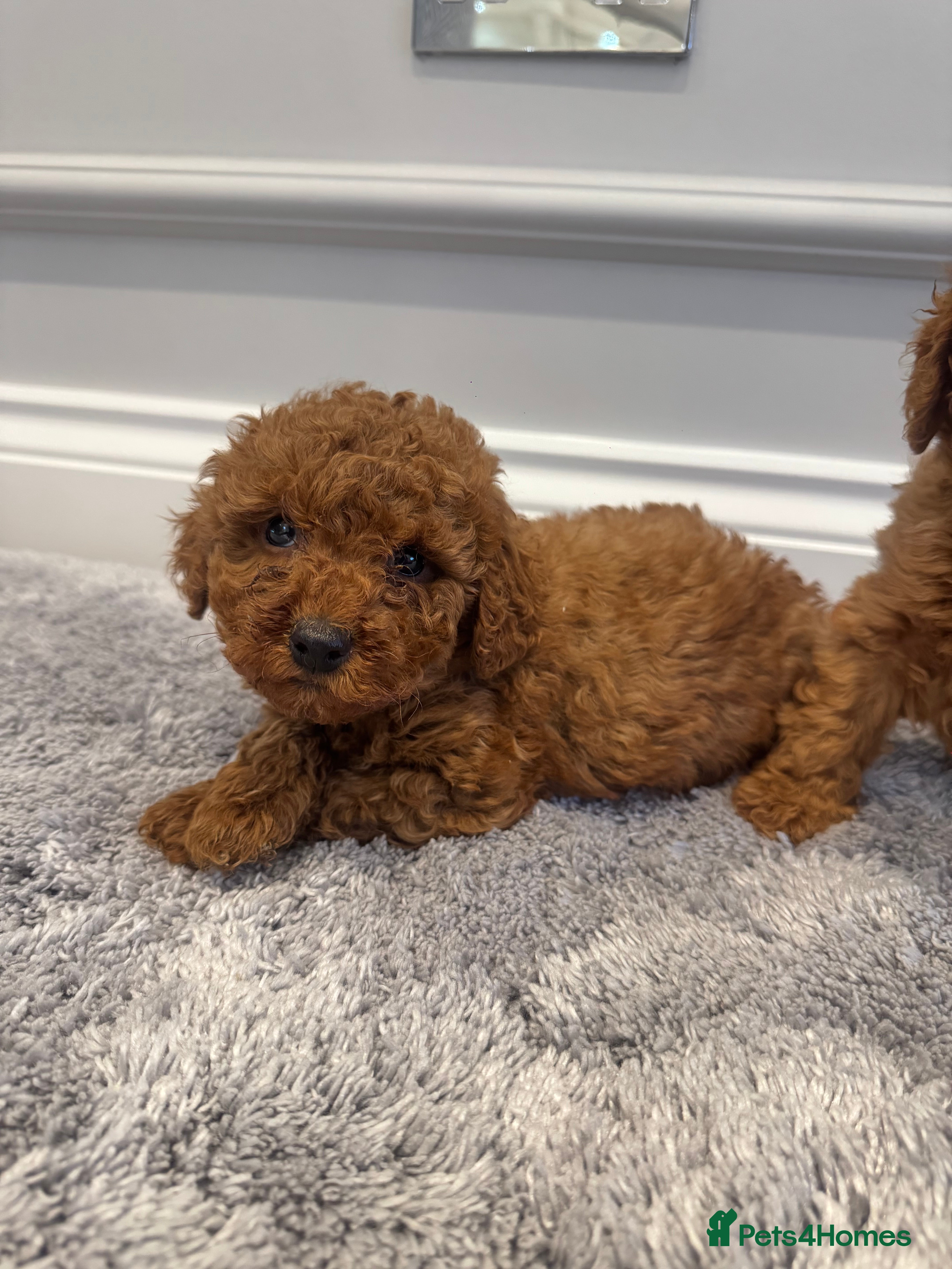 Cockapoo dogs 1 left Stunning F1b Cockerpoo puppys✨ - Advert 4