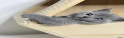 British Shorthair cats for sale: 100% PURE 1 SILVER BOY+1 SILVER GIRL LEFT - Advert 7