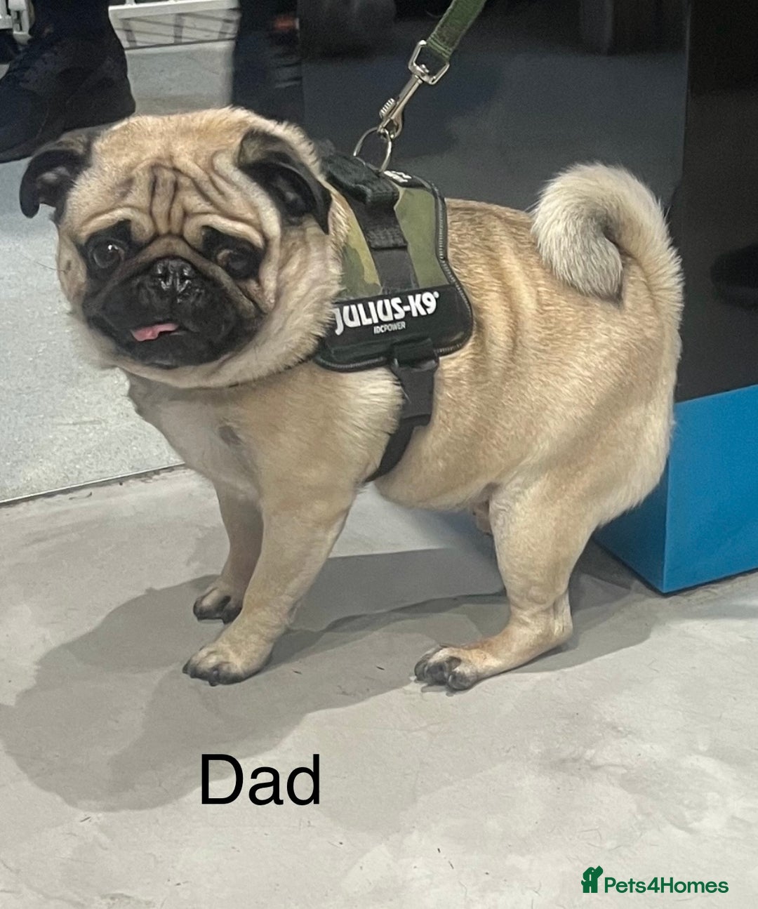 Pug dogs for sale: Gorgeous Pug Girl 3 Years old Ready Now - Advert 8