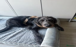 Labradoodle dogs for sale: Male Labradoodle - Advert 2