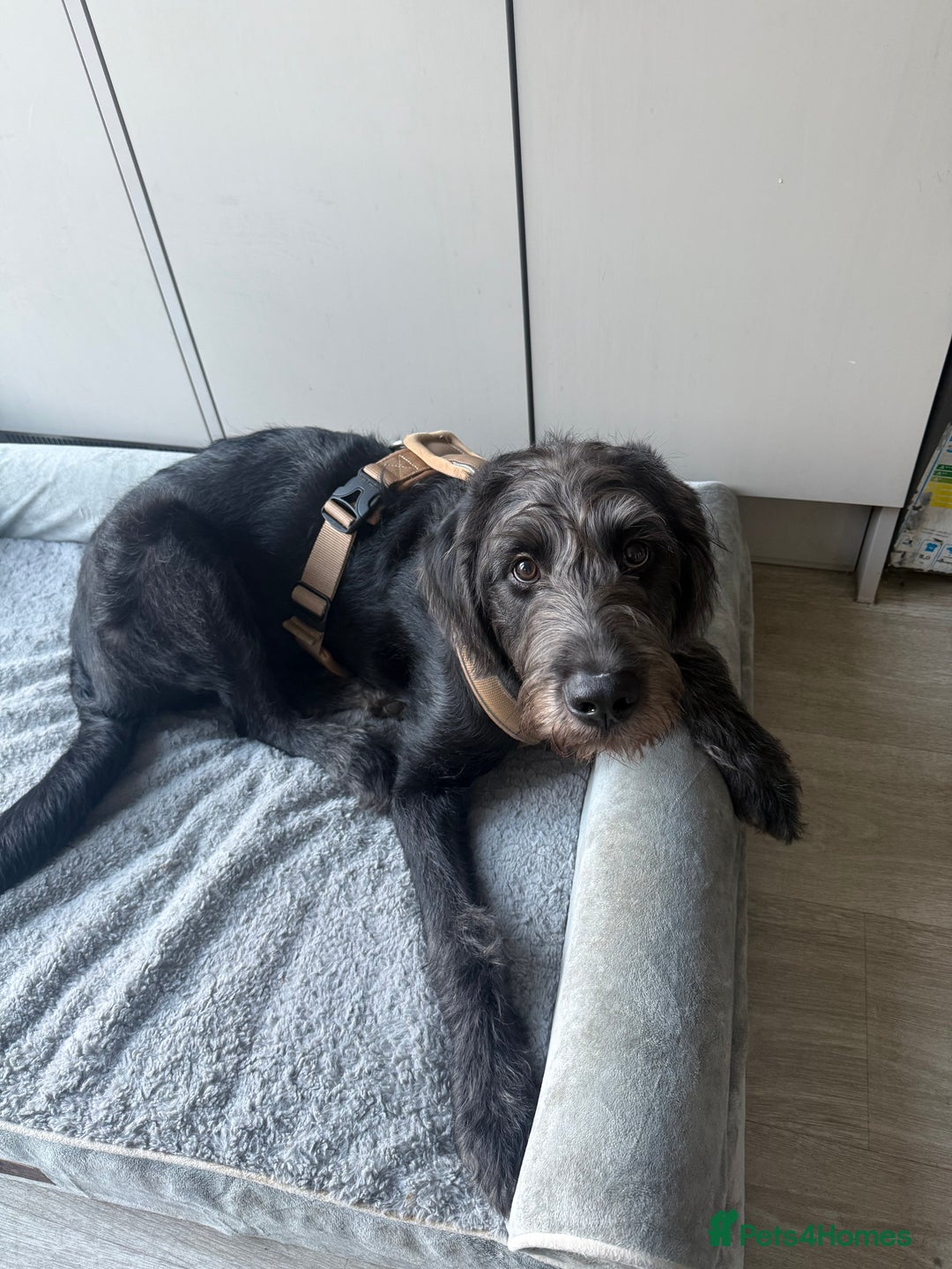 Labradoodle dogs for sale: Male Labradoodle - Advert 2