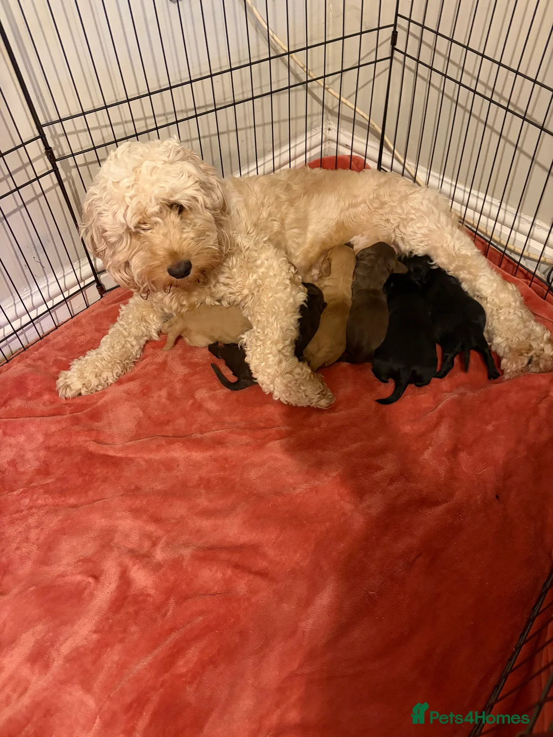 Cockapoo dogs for sale: 3 puppies left 2 tan boys and 1 brown girl - Advert 2