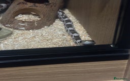 Corn Snake reptiles for sale: Ghost corn snake. - Image 2
