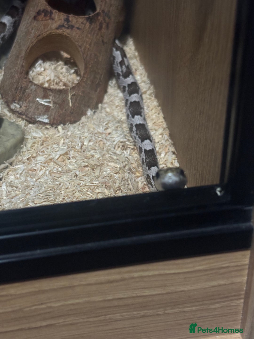 Corn Snake reptiles for sale: Ghost corn snake. - Image 2