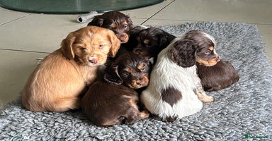 Cocker Spaniel dogs - Advert 2