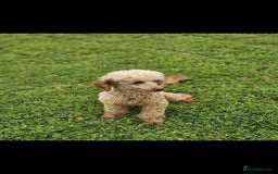 Miniature Poodle dogs for sale: Minature Poodles  - Image 6