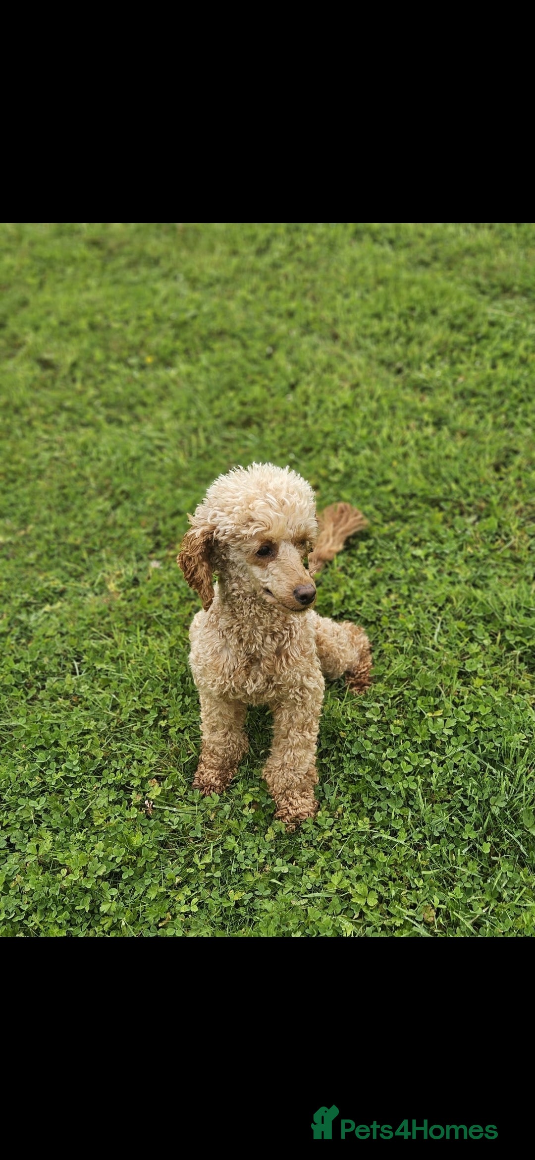 Miniature Poodle dogs for sale: Minature Poodles  - Image 6
