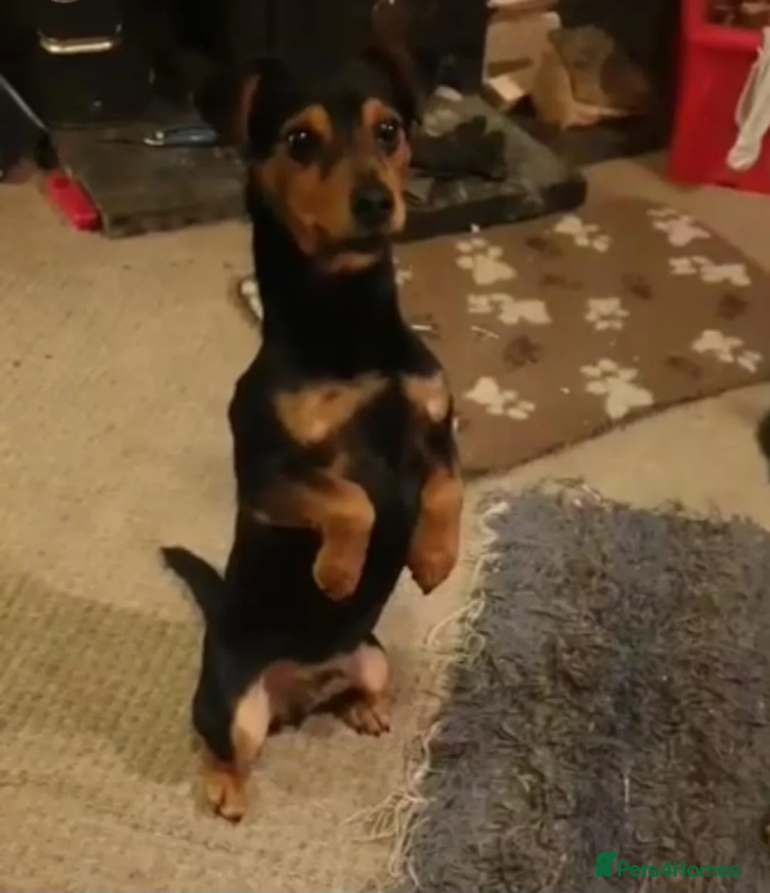 Jack Russell dogs for stud: Stud Black and Tan Jack Russell  in Llanidloes - Advert 2