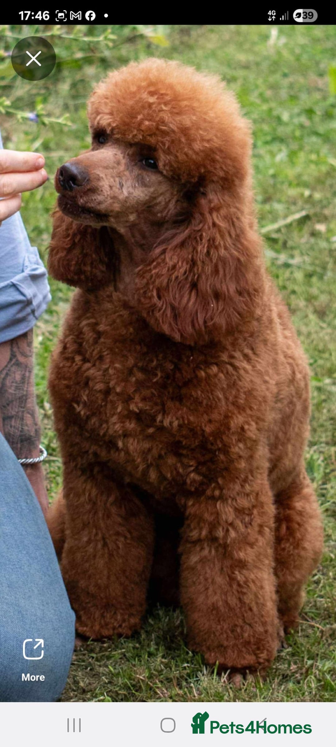 Mixed Breed dogs for sale: F1BB  - Advert 10