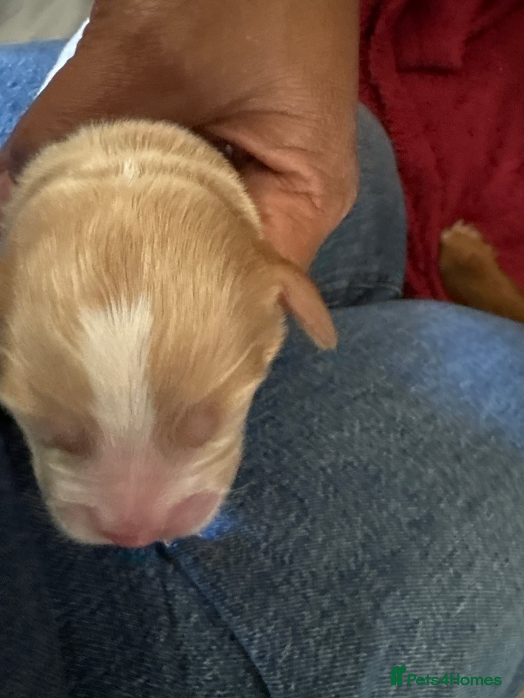 Sprocker dogs for sale: Sprocker for sale - Image 15