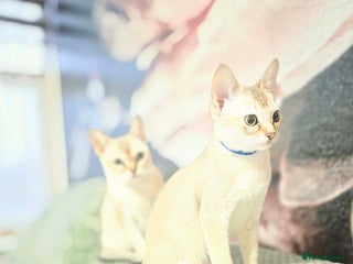 Singapura cats Stunning Singapura kittens - Advert 1