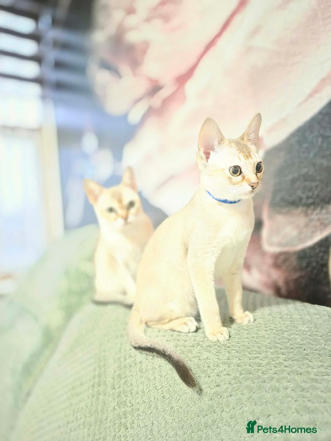Singapura cats for sale: Stunning Singapura kittens  - Advert 4