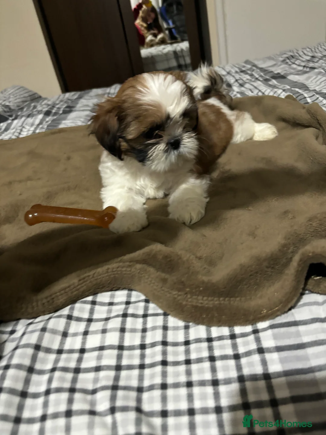 Shih Tzu dogs for sale: Shih Tzu puppies - Advert 28