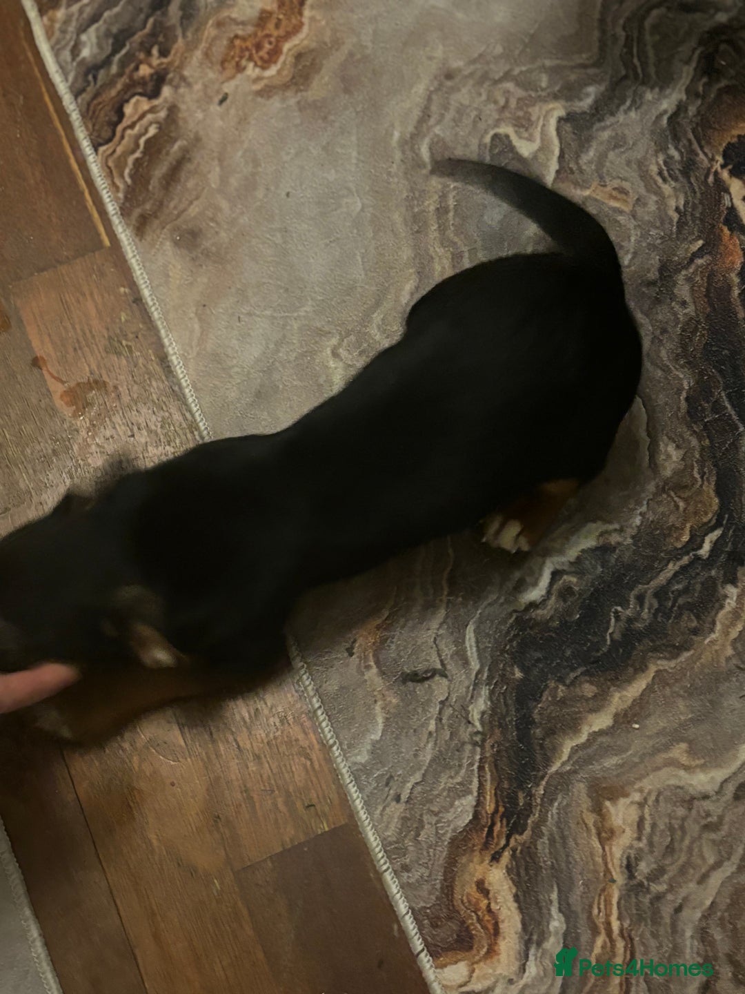 Mixed Breed dogs for sale: Beautiful Dachshund X Jack Russel Male - Advert 5