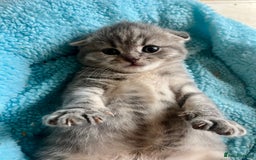 Scottish Fold cats for sale: Wonderful Scottish fold girl 💗🐾 - Image 15