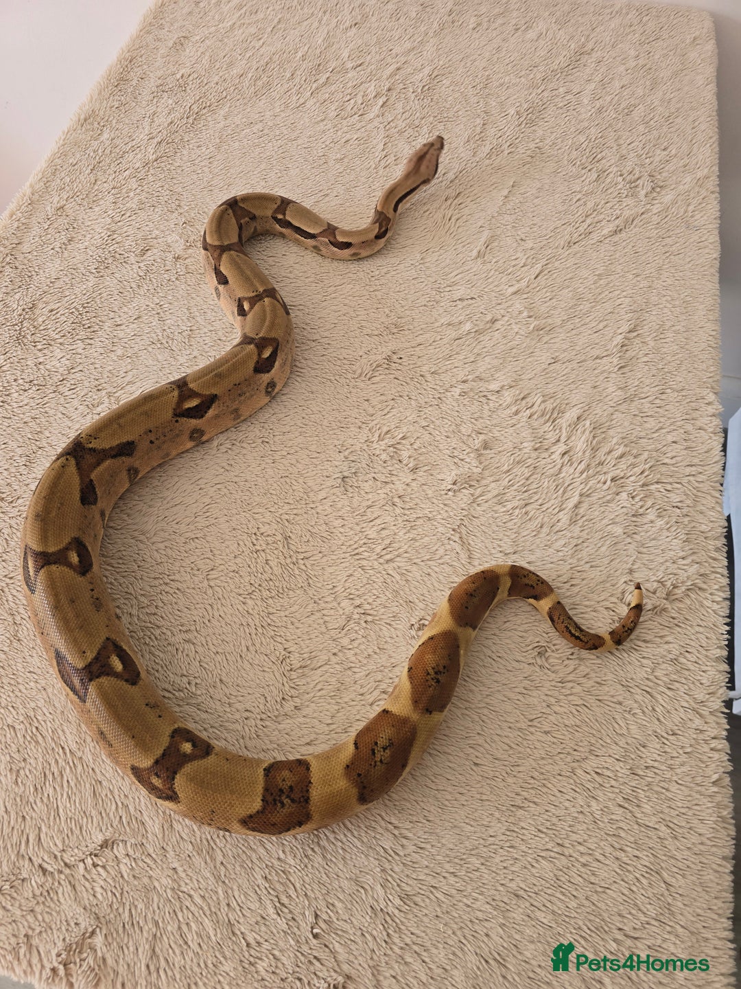 Boa Snake reptiles for sale: Female Hypo Jungle Boa 100% het Anery 100% Parahet - Image 2