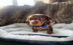 Miniature Dachshund dogs for sale: MINIATURE DASCHUND PUPPIES - Image 3