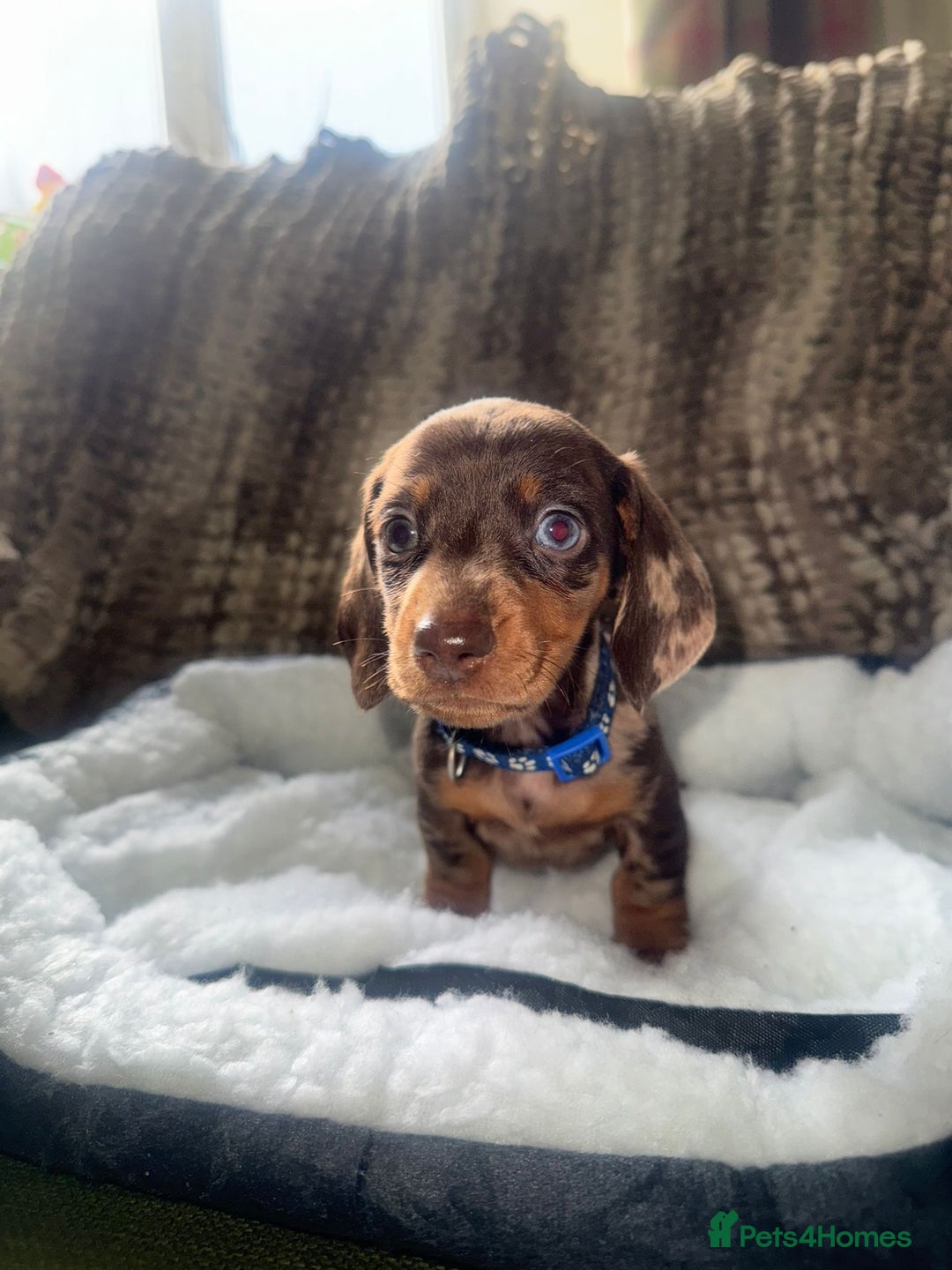 Miniature Dachshund dogs for sale: MINIATURE DASCHUND PUPPIES - Image 3