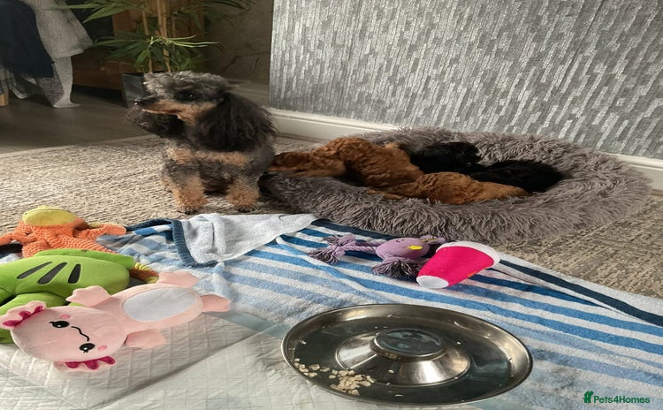 Toy Poodle dogs - Advert 1