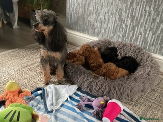 Toy Poodle dogs - Advert 18