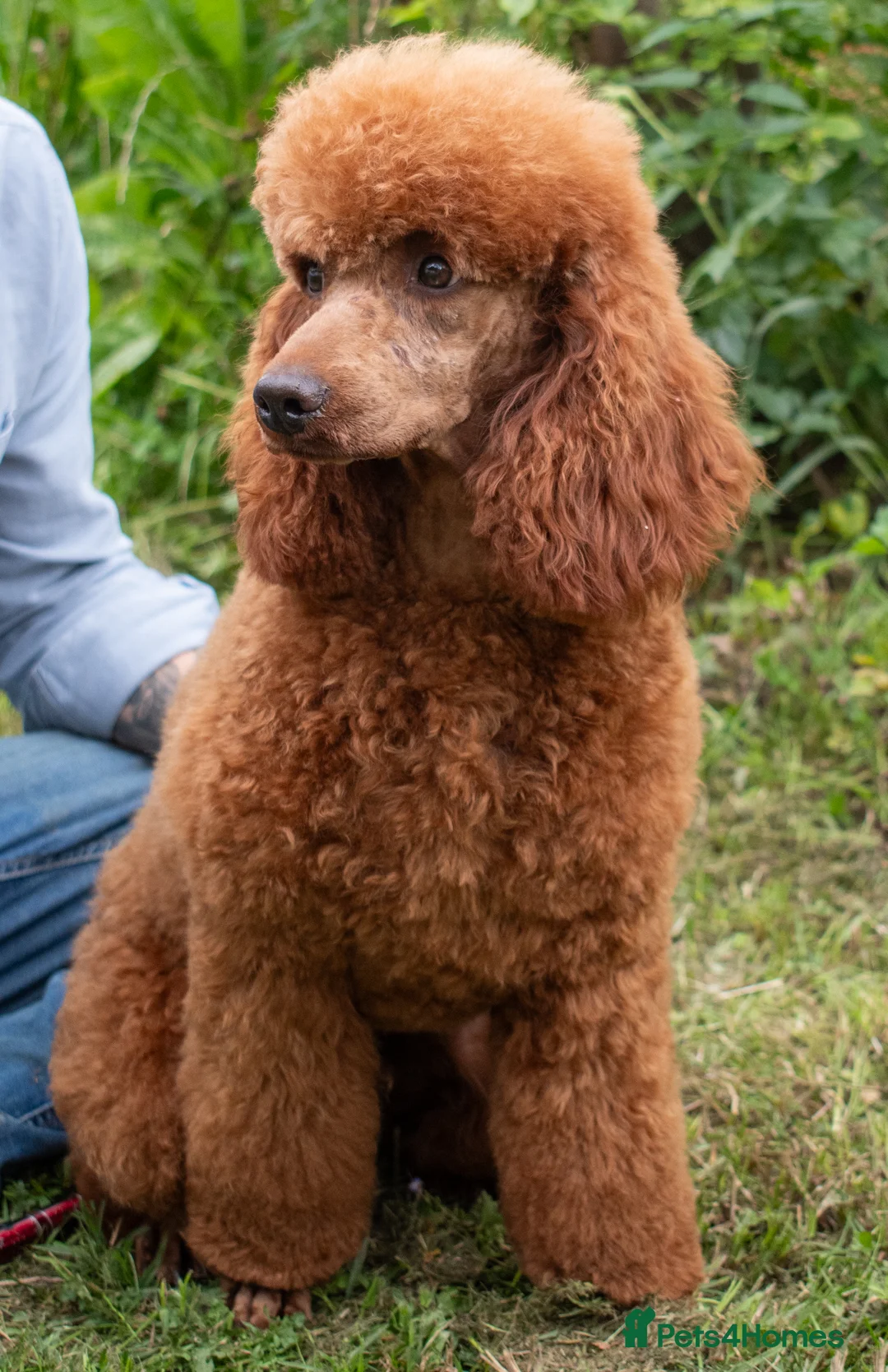 Miniature Poodle dogs for stud: KC Red Miniature Poodle For Stud  - Advert 2