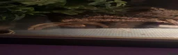 Leopard Gecko reptiles for sale: Female Leopard Gecko - Advert 2