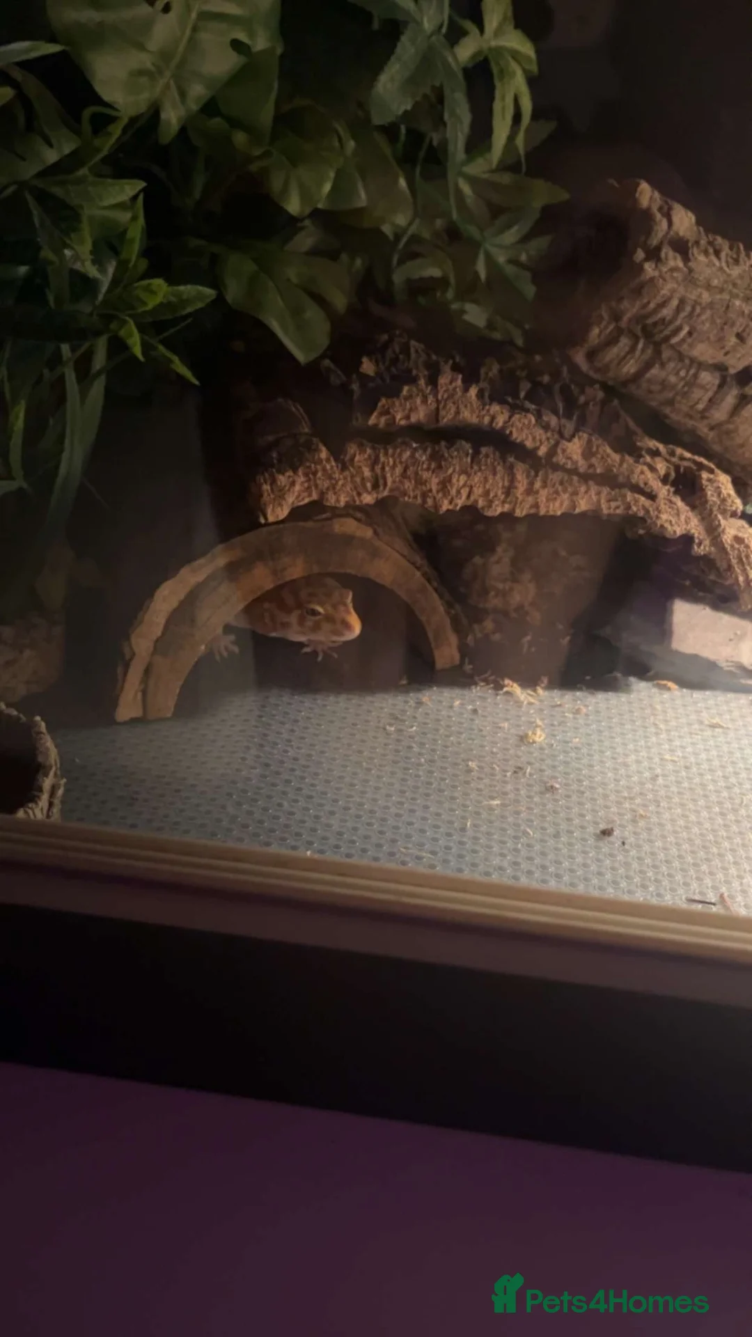 Leopard Gecko reptiles for sale: Female Leopard Gecko - Advert 2